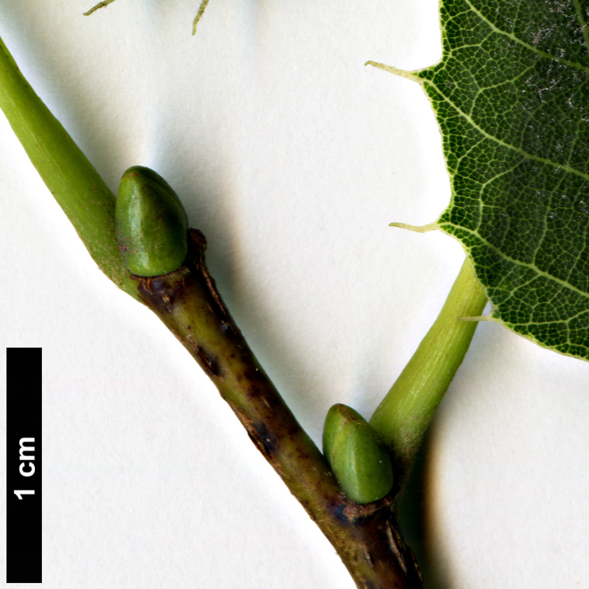 High resolution image: Family: Malvaceae - Genus: Tilia - Taxon: henryana - SpeciesSub: 'Arnold Select'